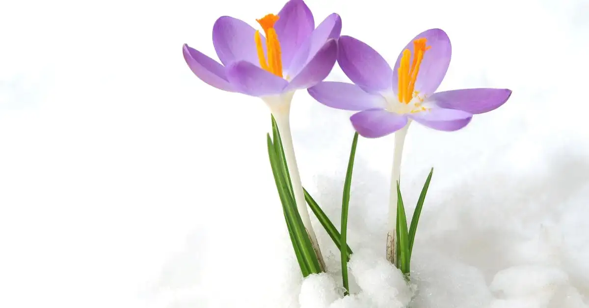 Verleng of spreid de bloei van de krokus (Crocus tommasinianus)