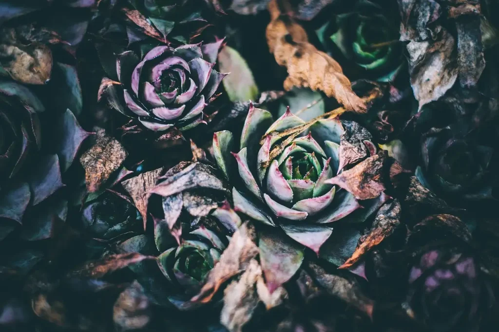Verliest de bloedwortel in de winter zijn blad?