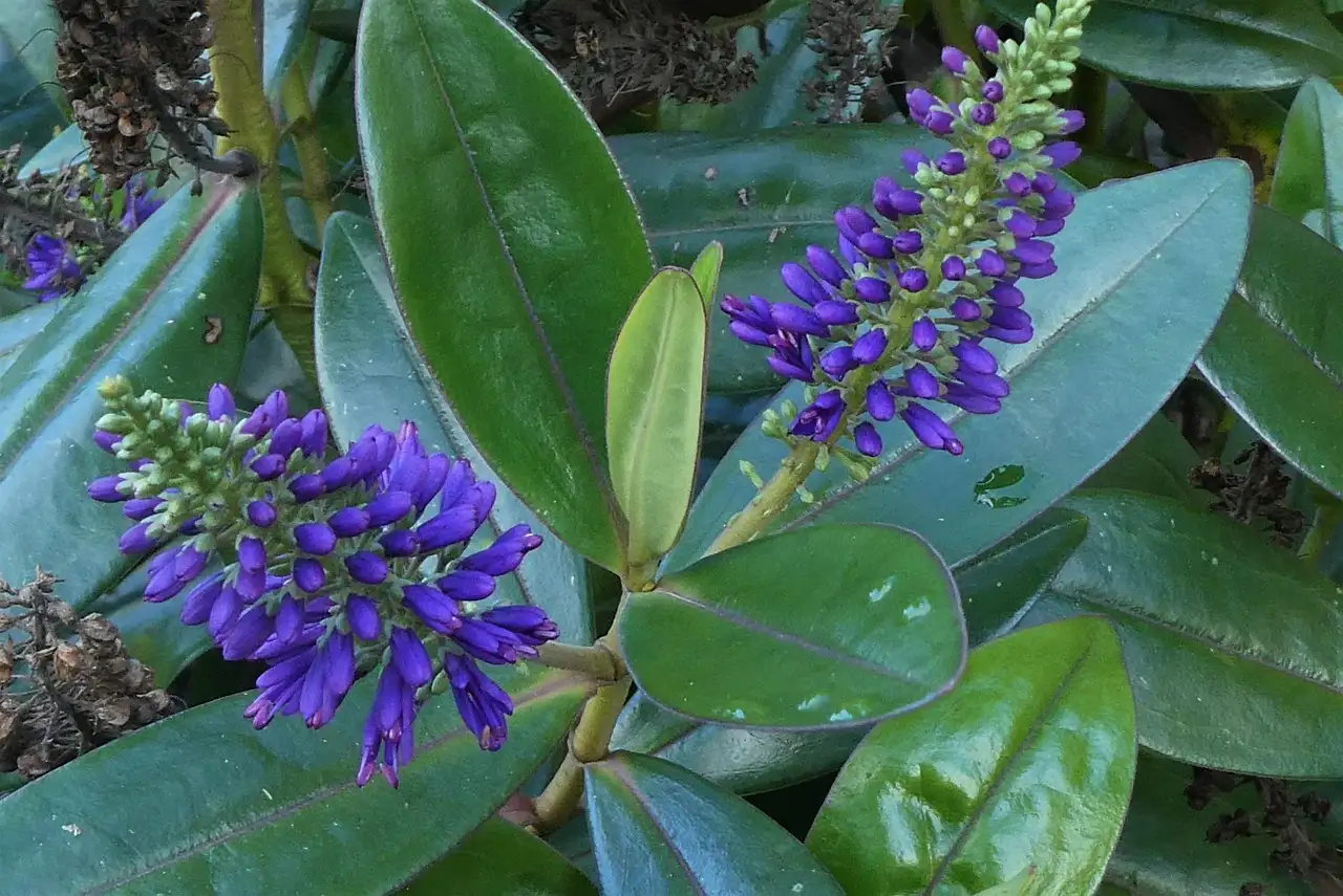 Verliest struikveronica hebe &lsquo;Heartbreaker&rsquo; in de winter zijn blad?