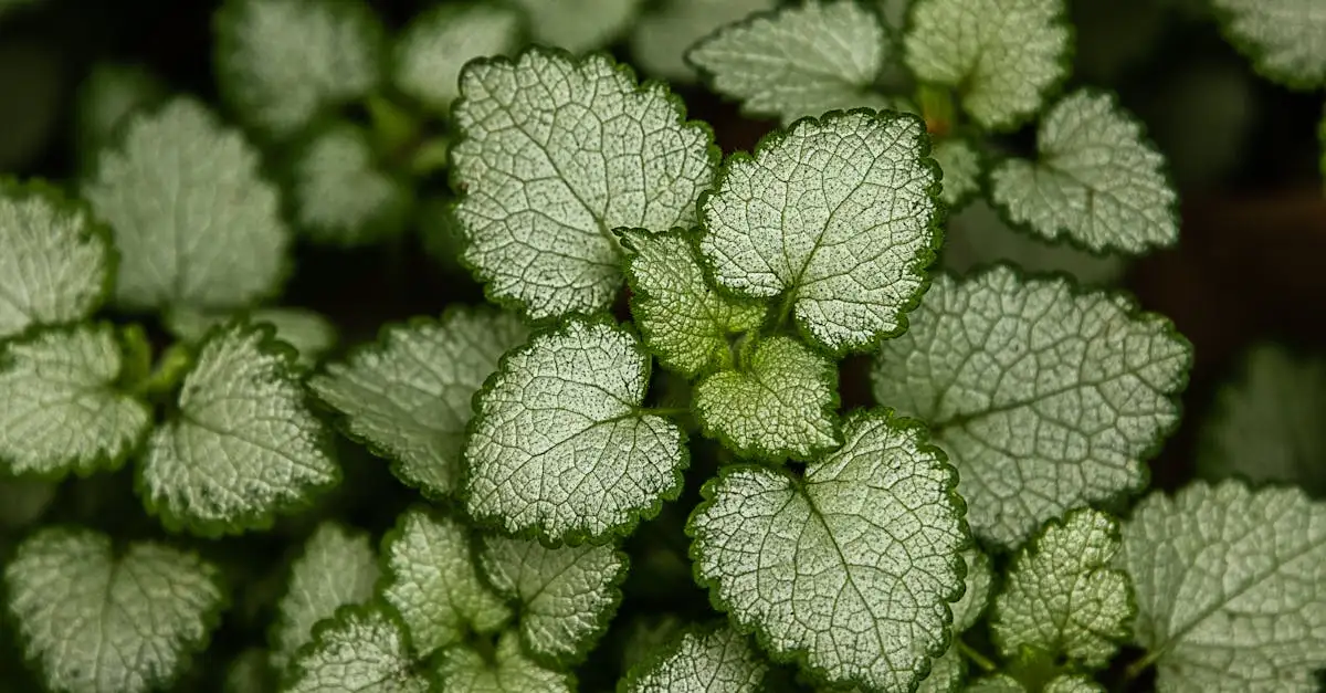 Verschil tussen Lamium album en Lamium maculatum uitleggen