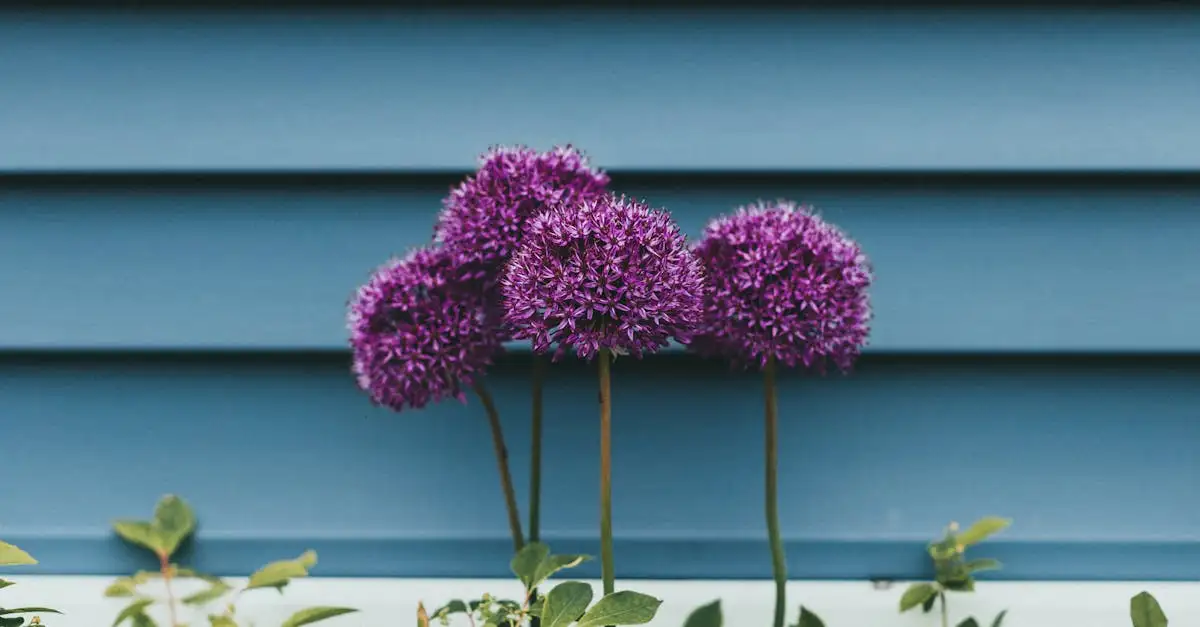 Vroegbloeiende sieruien (Allium) voor je voorjaarstuin