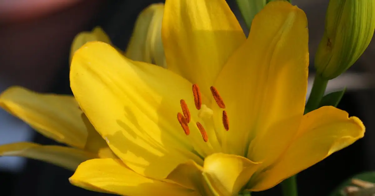 Wanneer de Afrikaanse lelie (Kniphofia &lsquo;Bees Lemon&rsquo;) verplanten?