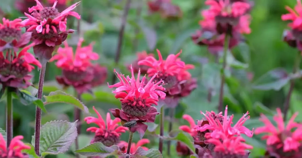 Wanneer is het beste moment om Monarda didyma te delen?