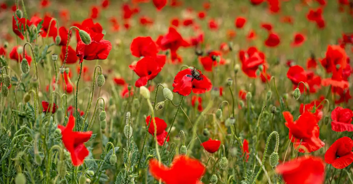 Wanneer knip je uitgebloeide klaproosbloemen weg?