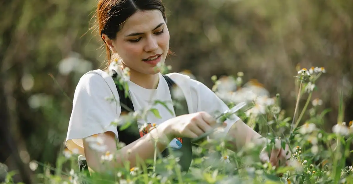 Wanneer snoei je het beste witte toorts Verbascum chaixii?
