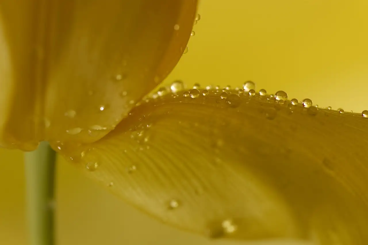 Wat betekent de botanische naam van het zomerklokje?