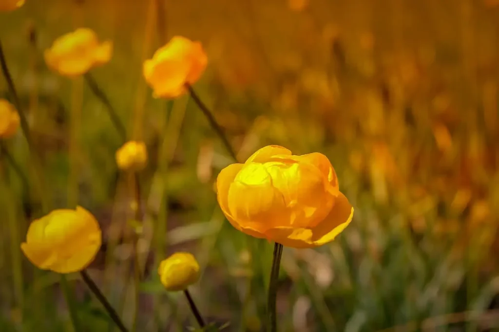 Wat betekent de naam bolderik Trollius? Ontdek het hier!