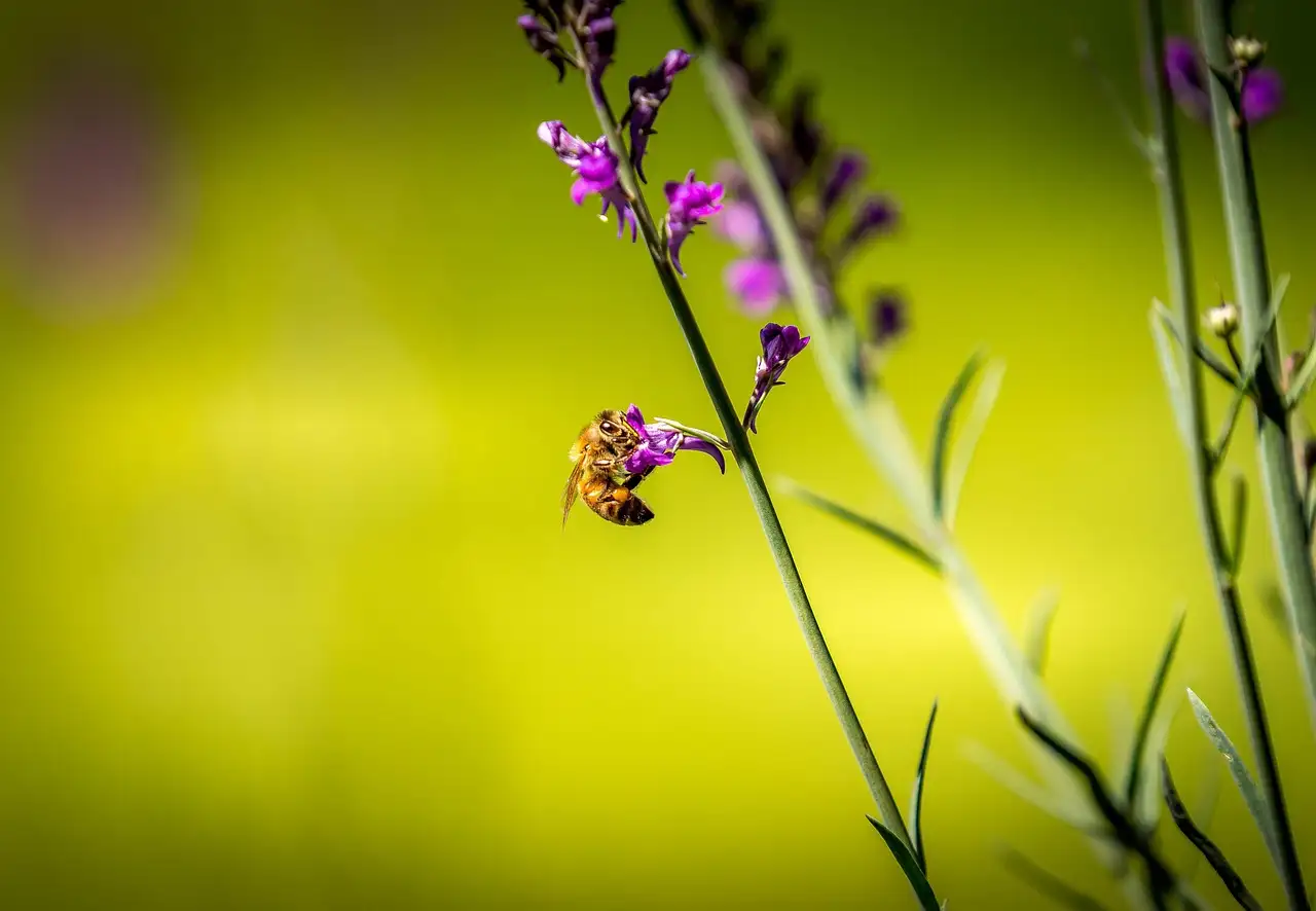 Wat betekent de naam Linaria letterlijk? Ontdek het hier!
