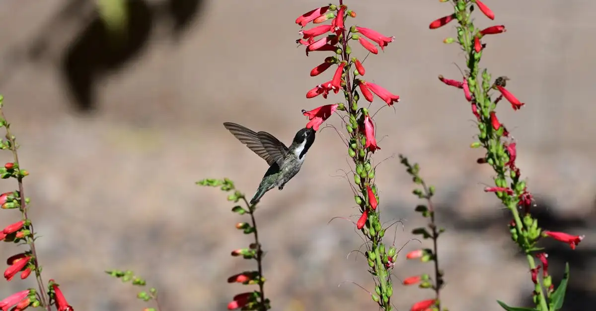 Wat betekent de naam Penstemon en wat zegt het over de bloem?
