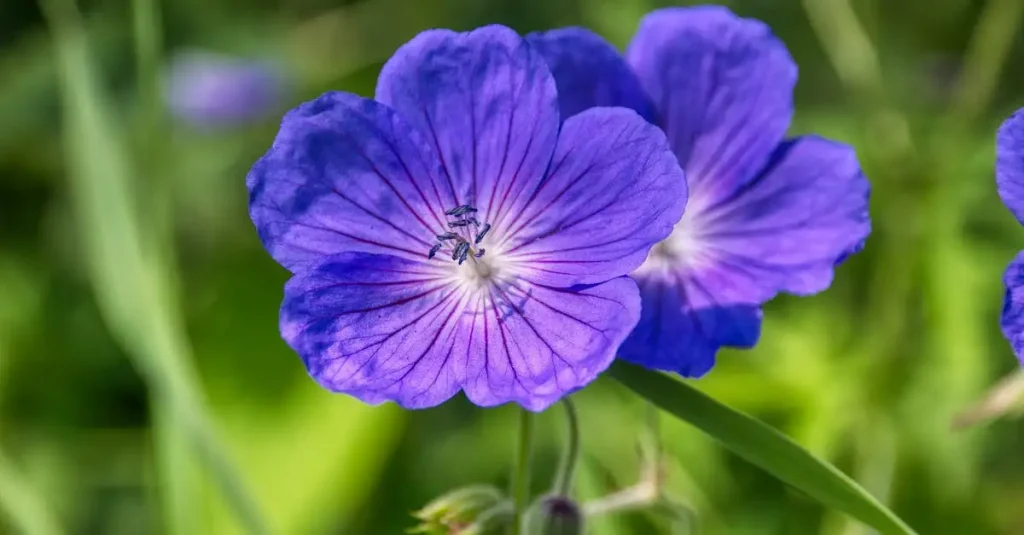 Wat is de botanische naam van ooievaarsbek ‘Rozanne’?