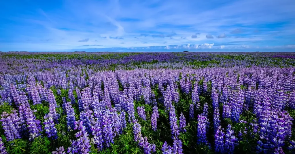 Wat is de Latijnse naam van de lupine? Ontdek het hier!