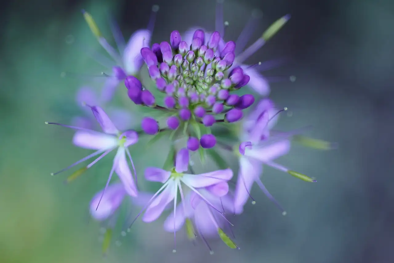 Welke Penstemon soorten zijn geschikt voor kleigrond?