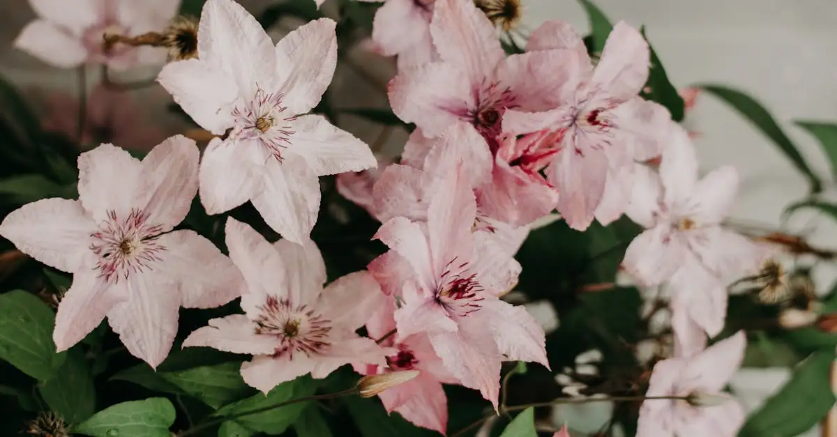 Zijn alle bosranken Clematis-soorten vorstbestendig?