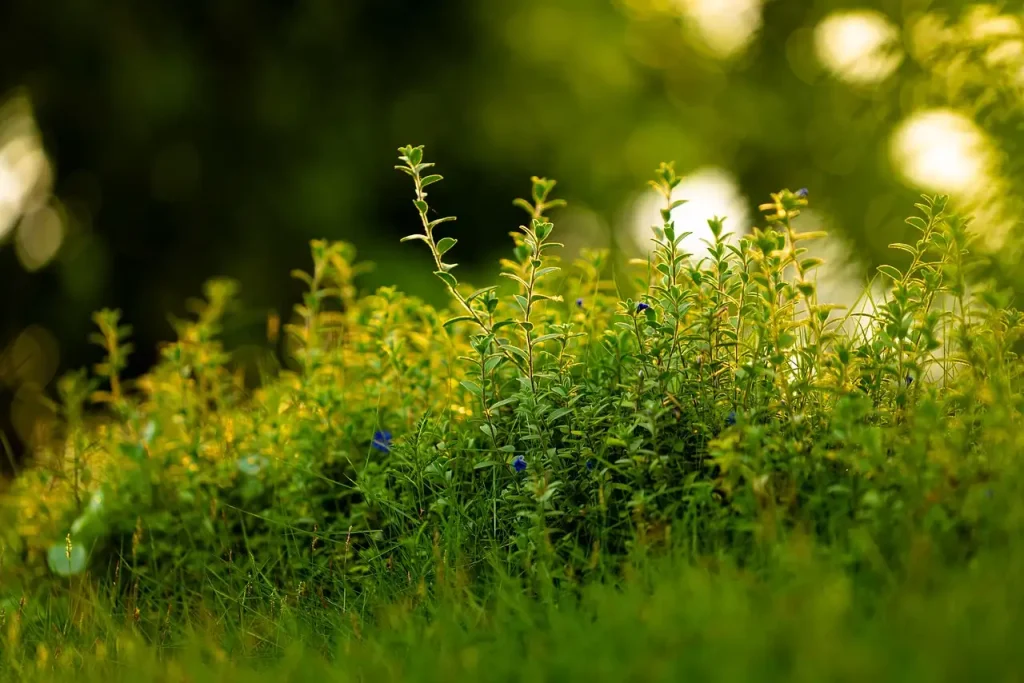 Adenophora in pot op het balkon: is het mogelijk?