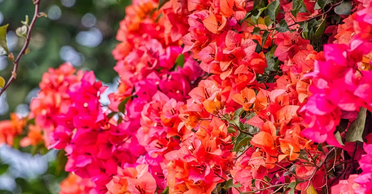 Bougainvillea glabra binnenhalen bij nachtvorst: tips