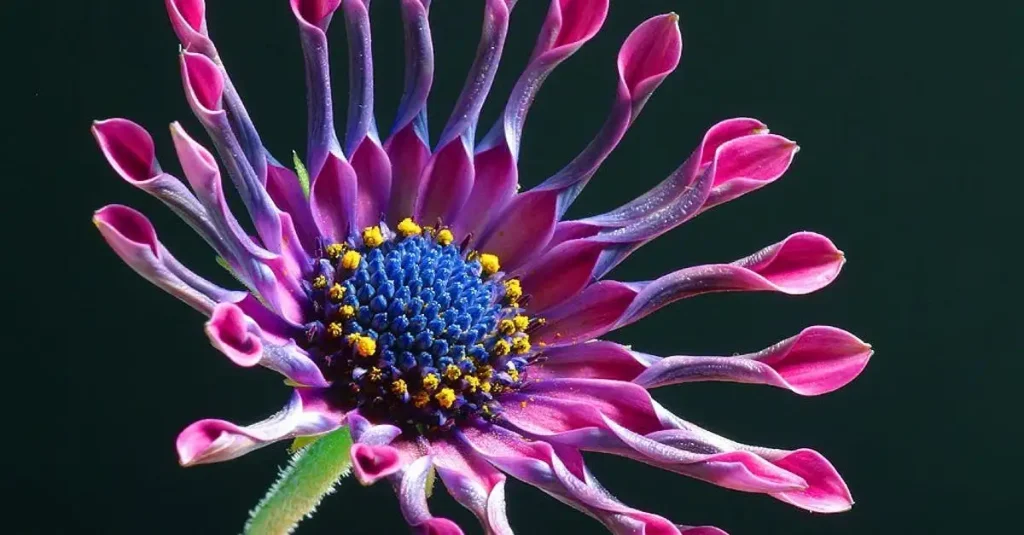 Dubbelbloemige cultivars van de struikmalva ontdekken