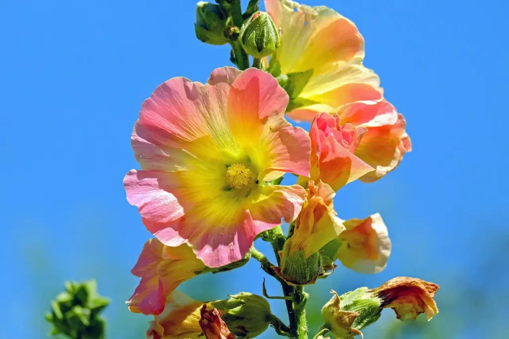 Effect van de stokroos (Alcea ficifolia) in stadstuin tegen muur