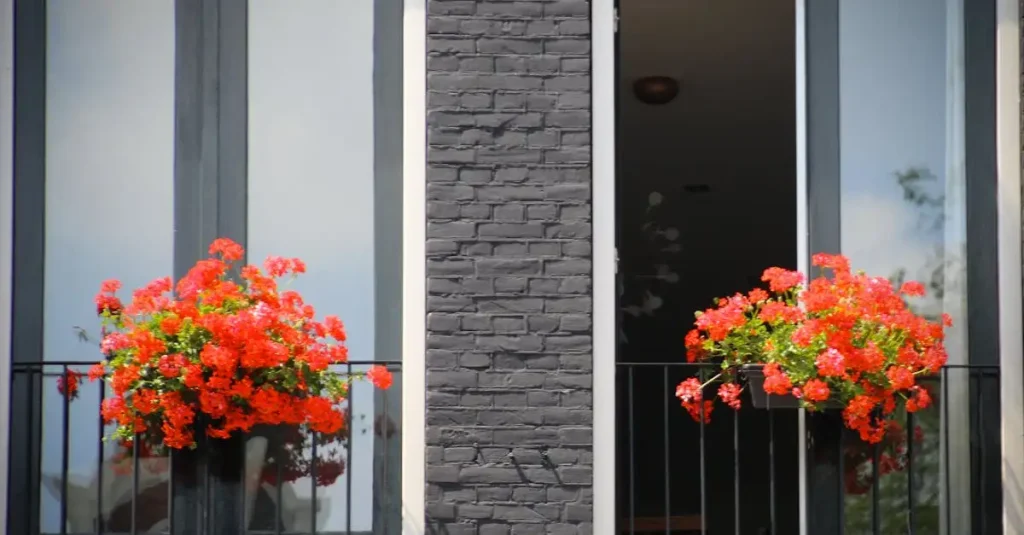 Engelentrompet in kuipen combineren met geraniums? Tips!