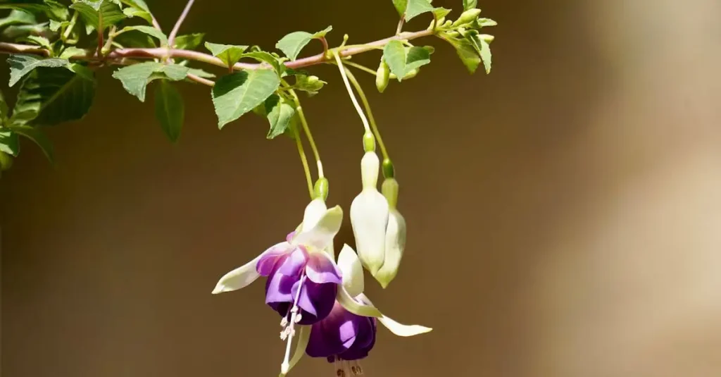 Fuchsia overwinteren in een koude kas: tips en advies