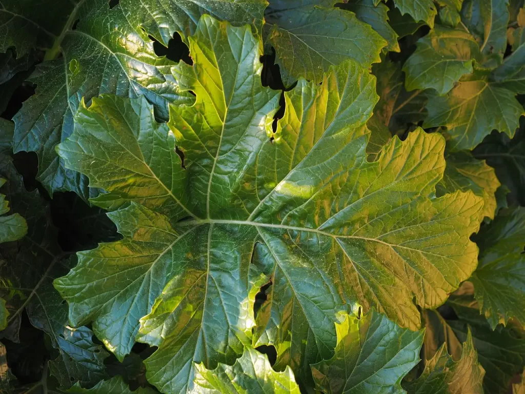 Groeit berenklauw ook in de schaduw van bomen?