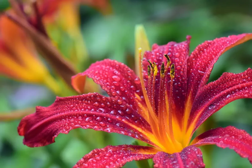 Heeft de daglelie geurige bloemen in de avond?