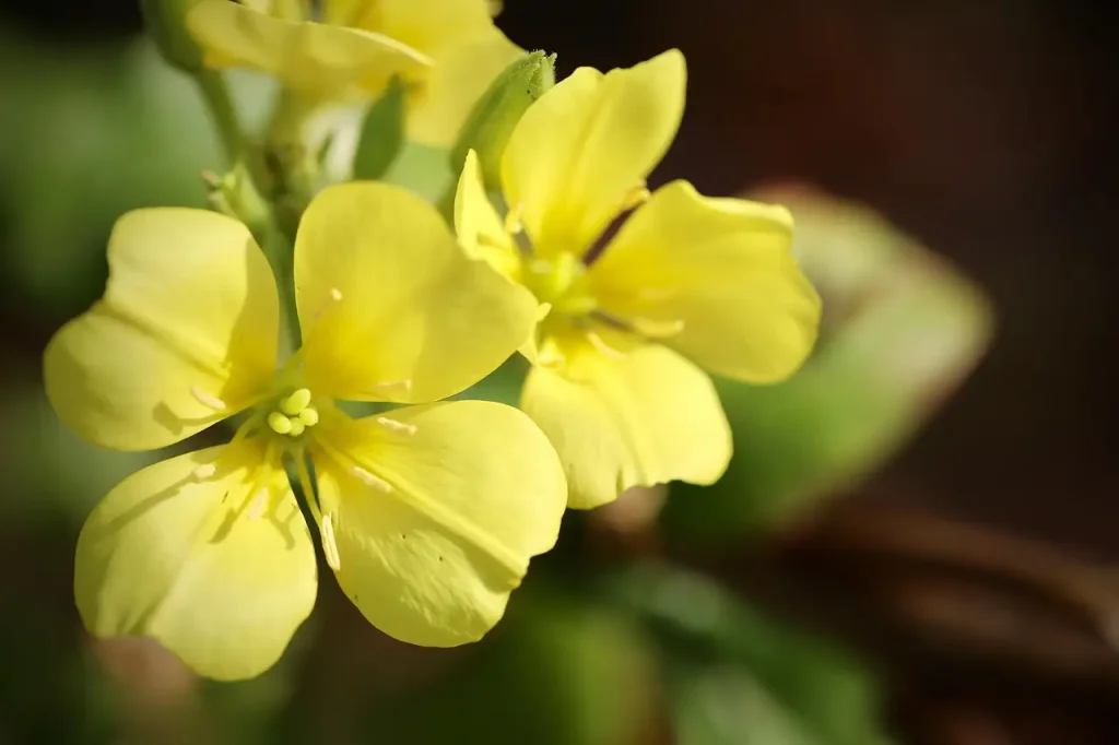 Heeft de teunisbloem in de herfst een tweede bloei?