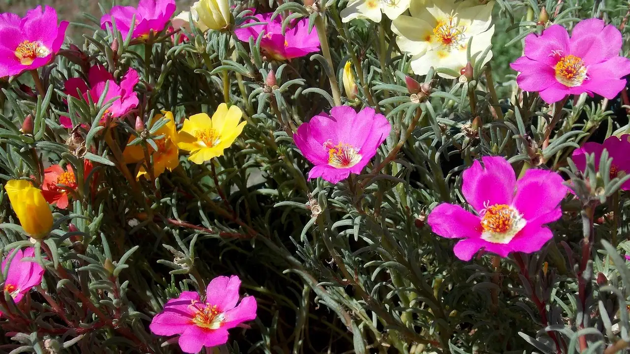 Heeft portulaca baat bij toppen voor meer bloei?