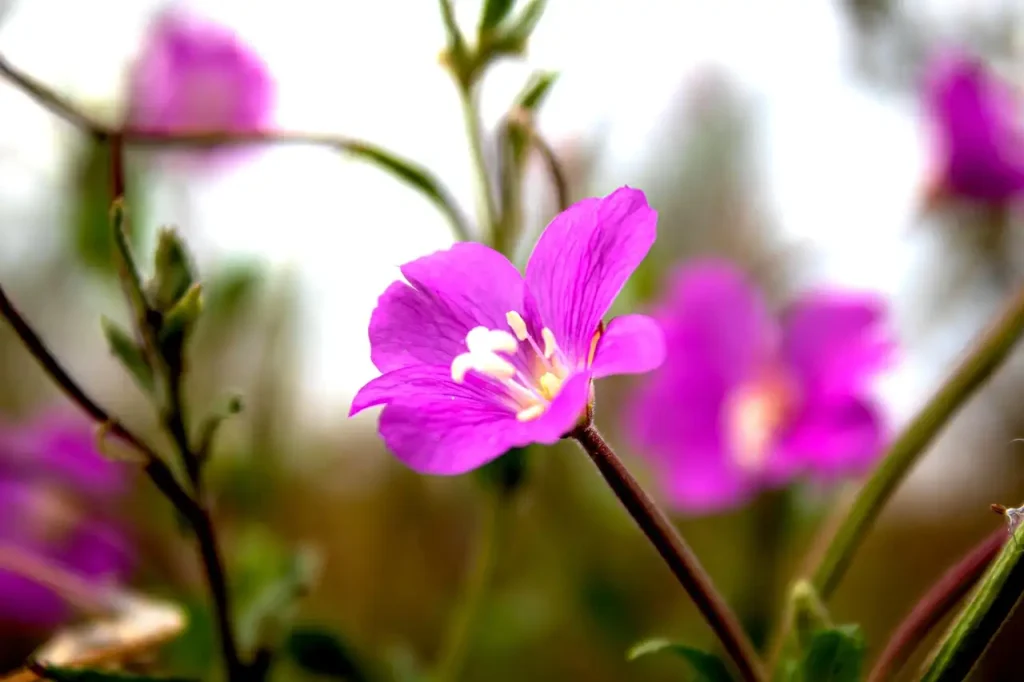 Hoe lang bloeit het kruipend wilgenroosje (Epilobium repens)?
