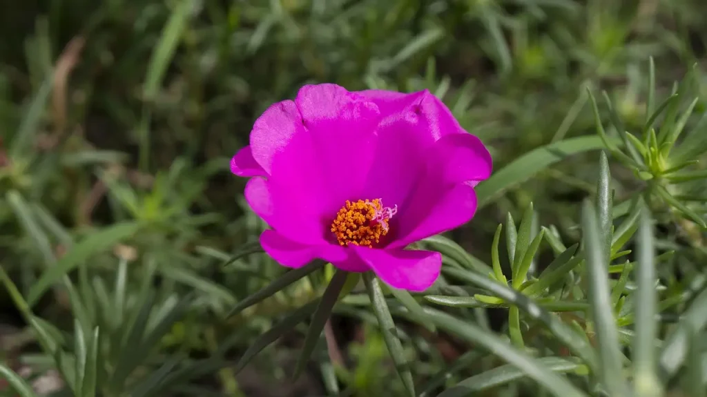 Ideale bodemstructuur voor portulaca (Portulaca grandiflora)