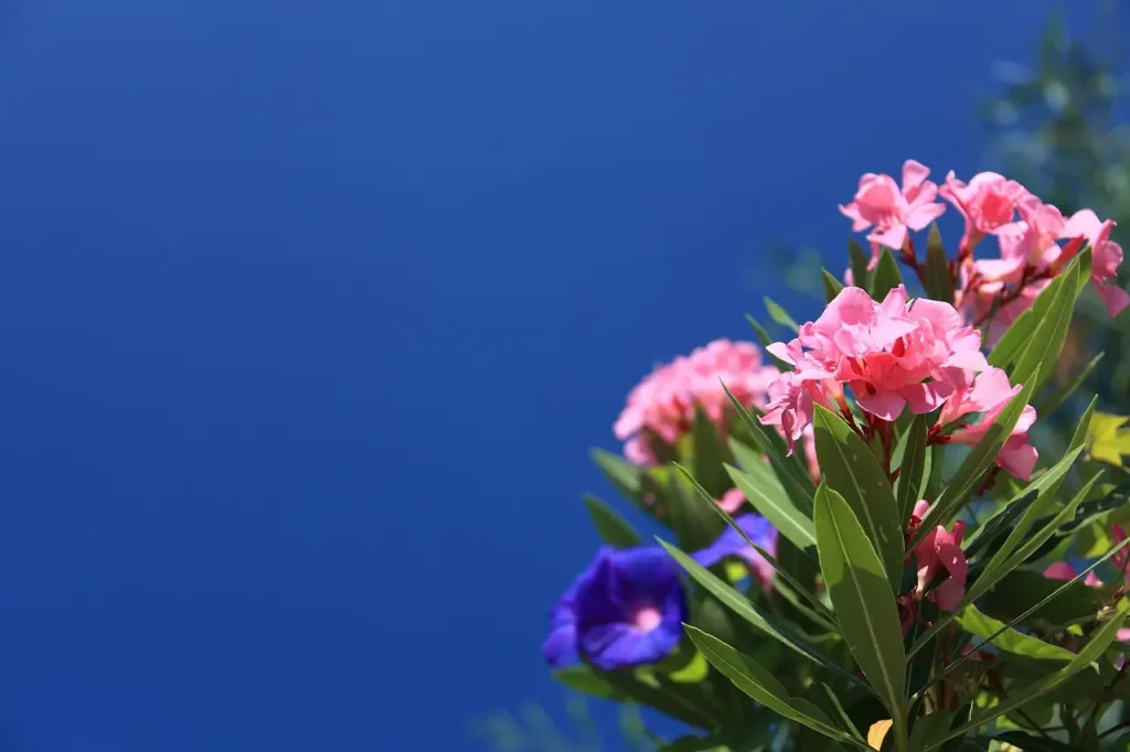Is de oleander winterhard in Nederland? Ontdek het hier!