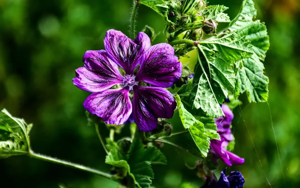 Kaapse malva bloeien zonder voeding: hoe zit dat?