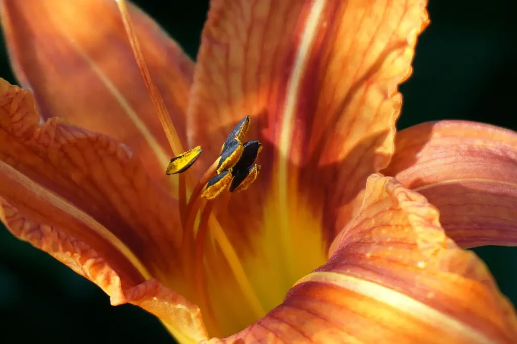 Kun je de daglelie gebruiken als snijbloem?