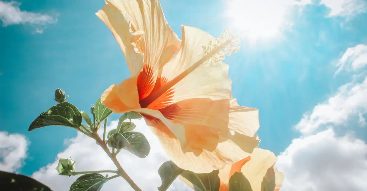Oorsprong van de hibiscus (Hibiscus syriacus) onthuld