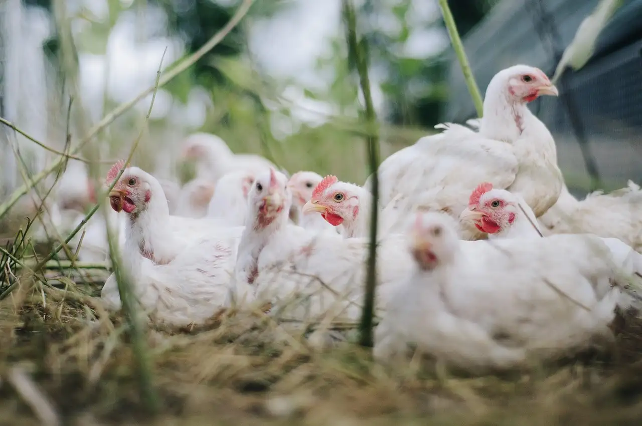 Overleven hens-en-kuikens in sneeuwrijke winters?