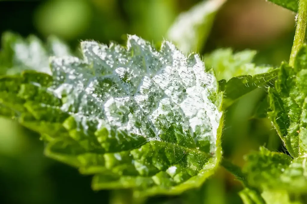 Problemen met meeldauw bij de avondkoekoeksbloem oplossen