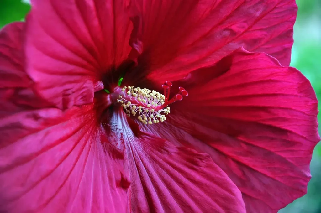 Sierwaarde van hibiscus buiten de bloeiperiode onderzocht