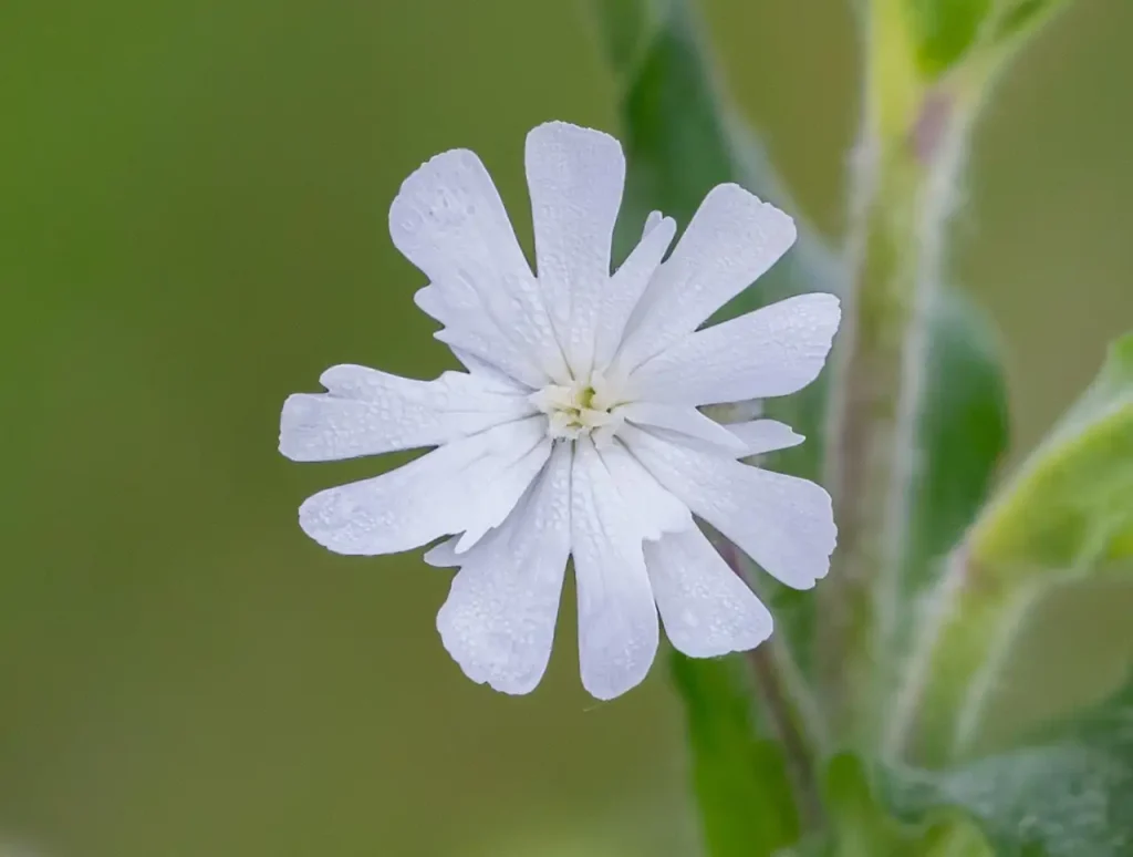 Tekenen van vorstschade bij de avondkoekoeksbloem herkennen
