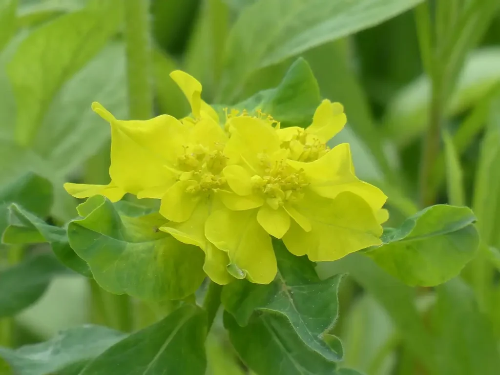 Verliest de witte wolfsmelk (Euphorbia marginata) in de winter?