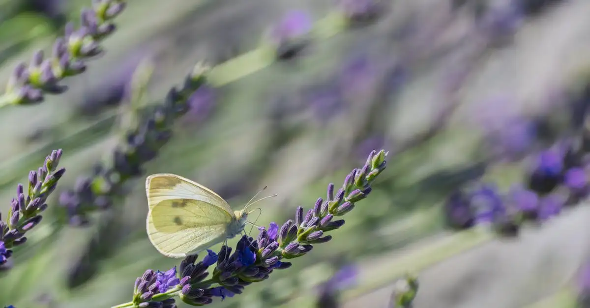Versterk de bladkleur van cypreswolfsmelk met beplanting