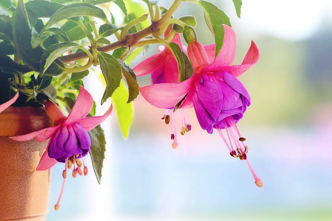 Verwijder uitgebloeide bloemen van de fuchsia: wanneer?