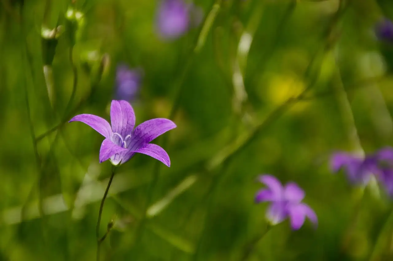 Voorkom woekerende klokjesbloem: handige tips en trucs