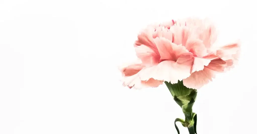 Wanneer kun je de zwitserse anjer vermeerderen? Tips en info