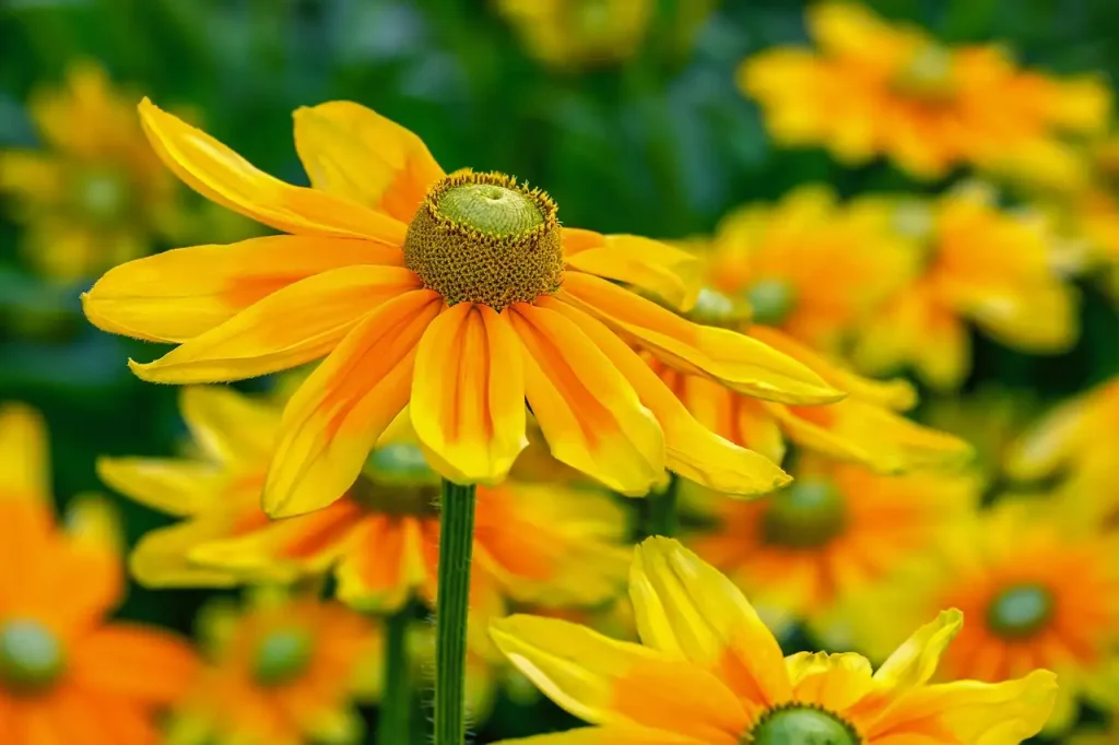 Wordt de basterdanjer nog gebruikt als snijbloem?