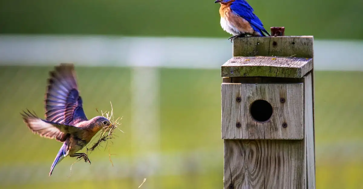 Aantrekkelijke siergrassen voor vogels in uw tuin