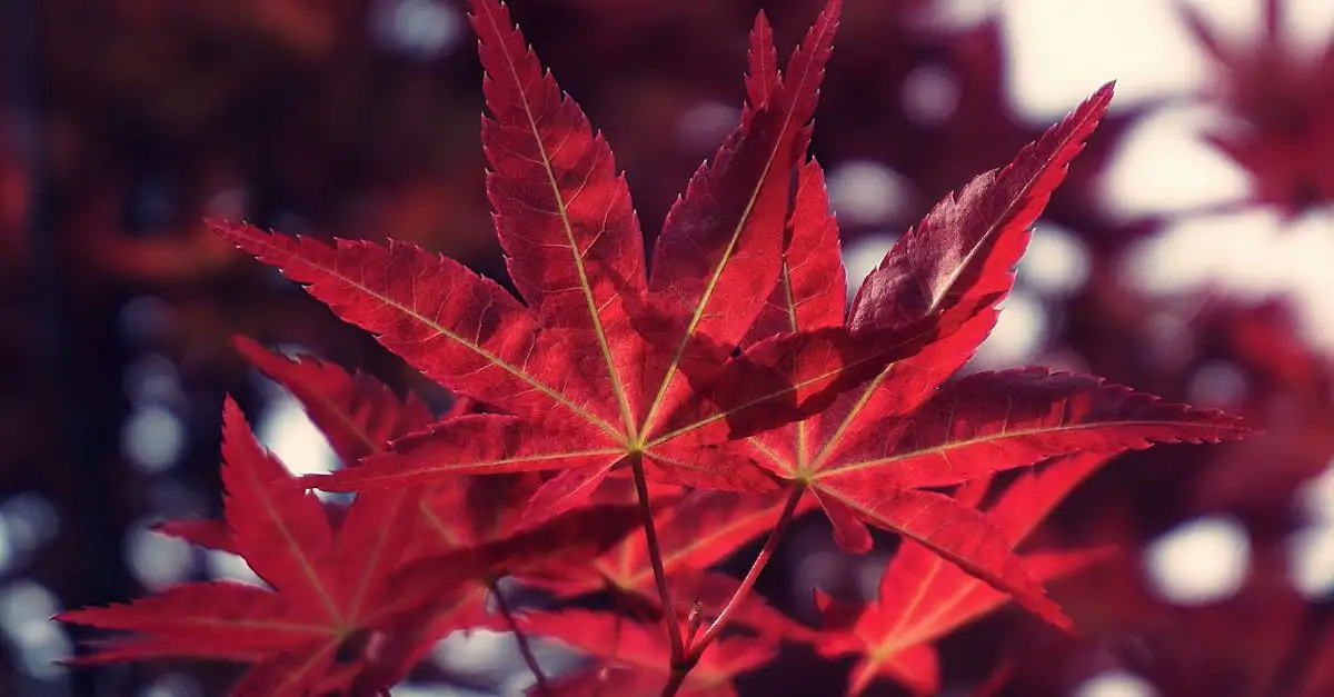 Acer palmatum combineren met varens of hosta’s? Tips!