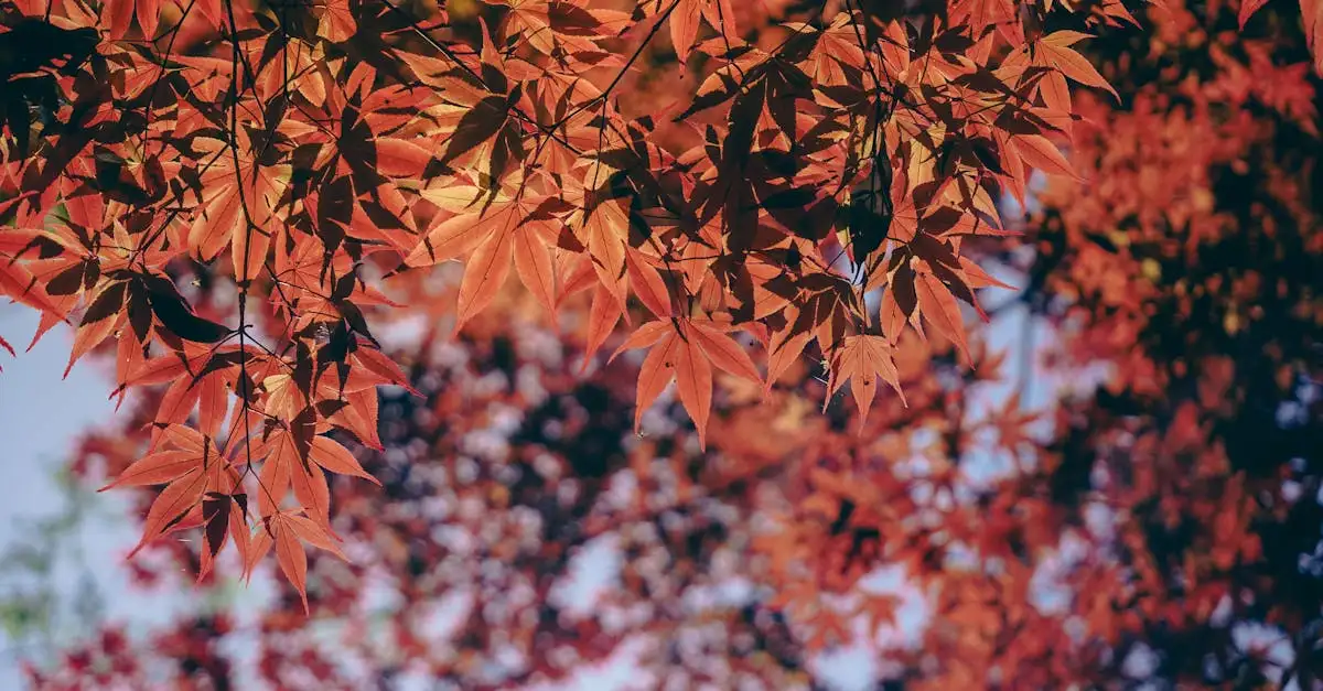 Acer Palmatum Kan Deze Boom in Volle Zon Staan (2026)