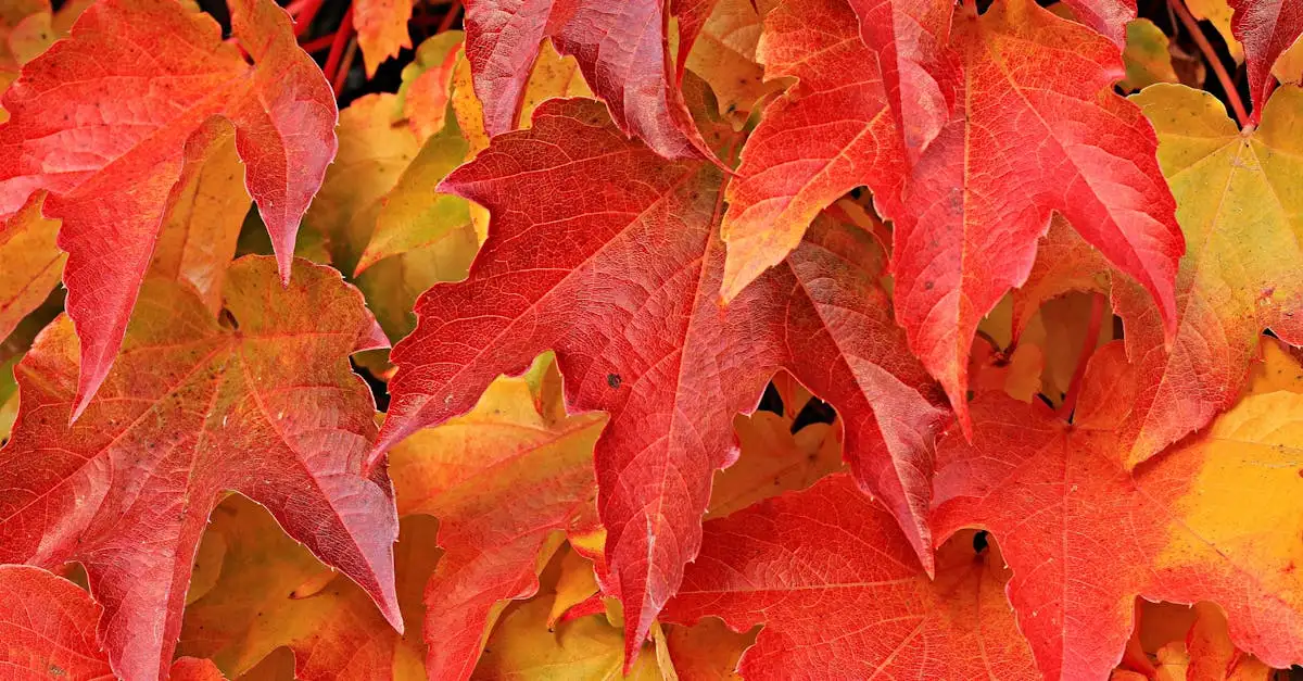 Acer rubrum als solitair in je gazon gebruiken? Ontdek het!