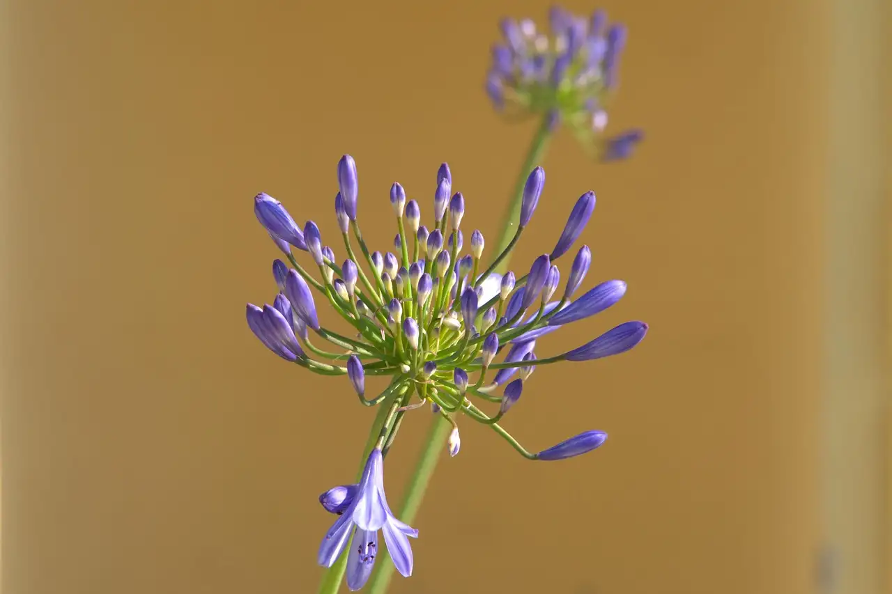 Afrikaanse lelie combineren met siergrassen als Panicum?