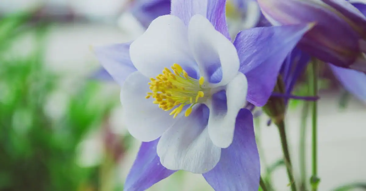 Akelei Aquilegia vulgaris: ideaal als snijbloem?
