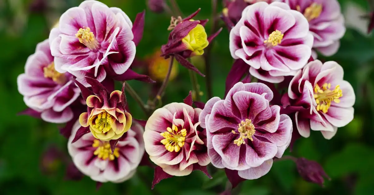 Akelei Aquilegia vulgaris: ruimtebehoefte in groepjes